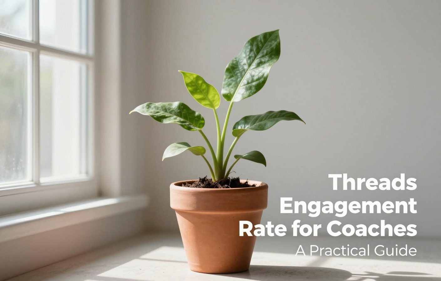 A healthy plant in a terracotta pot near a window, representing sustainable growth for your coaching practice.